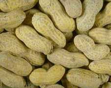asu.edu Peanuts
