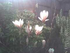 growsonyou.com Pearletta
