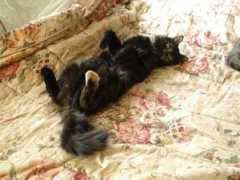 thecuteproject.com Peatry