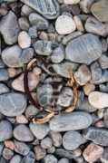 Pebble