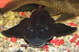 Pecera