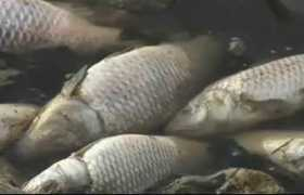 Peces