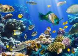 Peces