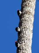Peckers