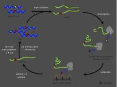 protevol.cnrs-gif.fr Pecorari