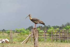 tree-nation.com Pedregoza