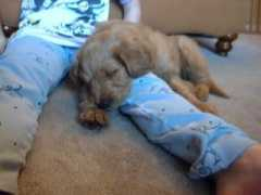 goldendoodles.com Peeko