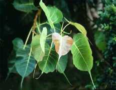 crystallotus.com Peepal