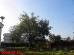 panoramio.com Peepal