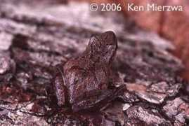 Peeper