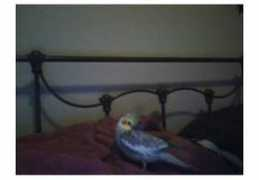 birdchannel.com Peetie