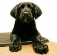 rekkurescue.com Peetra
