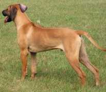 sundownridgeback.com Pegan