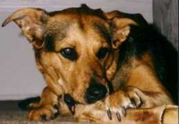 Peggie
