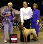 sakisshar-pei.com Peijing