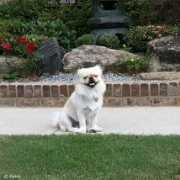 Pekie
