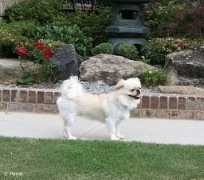 Pekie