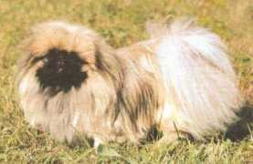 aboutdog.ru Pekines