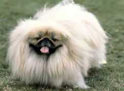 cats-dogs-ukraine.com Pekines