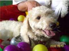adoptamascota.com Pekitas