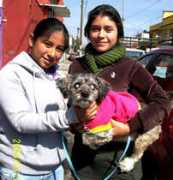 adoptamascota.com Pekitas