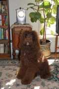 oregonlabradoodles.com Pelei