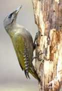 naturephoto-cz.com Peleka