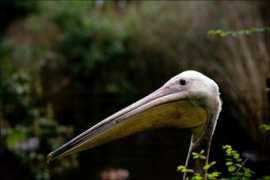 talkin.nl Pelican