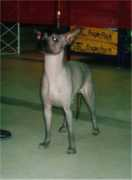 koirat.com Pelito