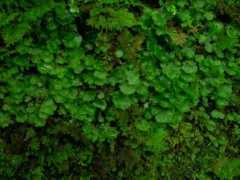 Pellia