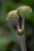 Pellia