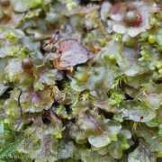 Pellia