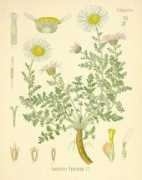 botanical.com Pellit