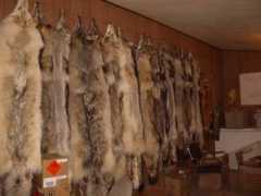 Pelts