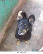 earthcycle.org Pelucha