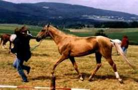 horse-genetics.com Pelvan