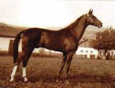 akhal-teke.biz Pelvan