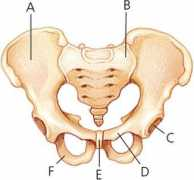 Pelvis