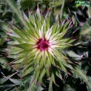 afleurdepau.com Pencher