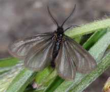pyrgus.de Penella