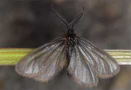 pyrgus.de Penella