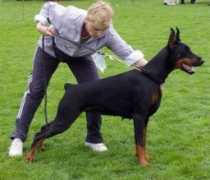 dobermann-review.com Penelopa