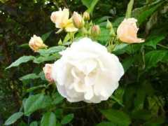roses.webhost.pl Penelopea