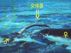 catv296.ne.jp Penias