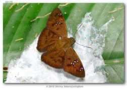 butterfliesofamerica.com Penidas