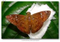 butterfliesofamerica.com Penidas