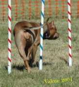 amberlitekennels.com Penina