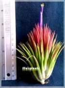 ssairplants.com Penito