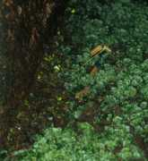 pick4.pick.uga.edu Pennato