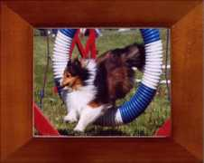 shieldcrestshelties.com Pennya